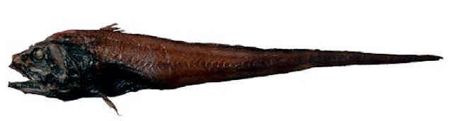 Coryphaenoides rupestris _005